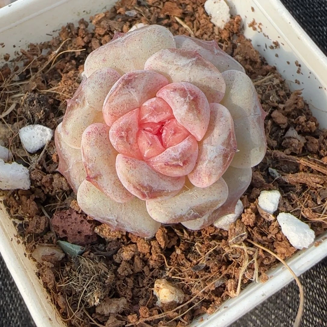 小卡拉米糖心一物一拍