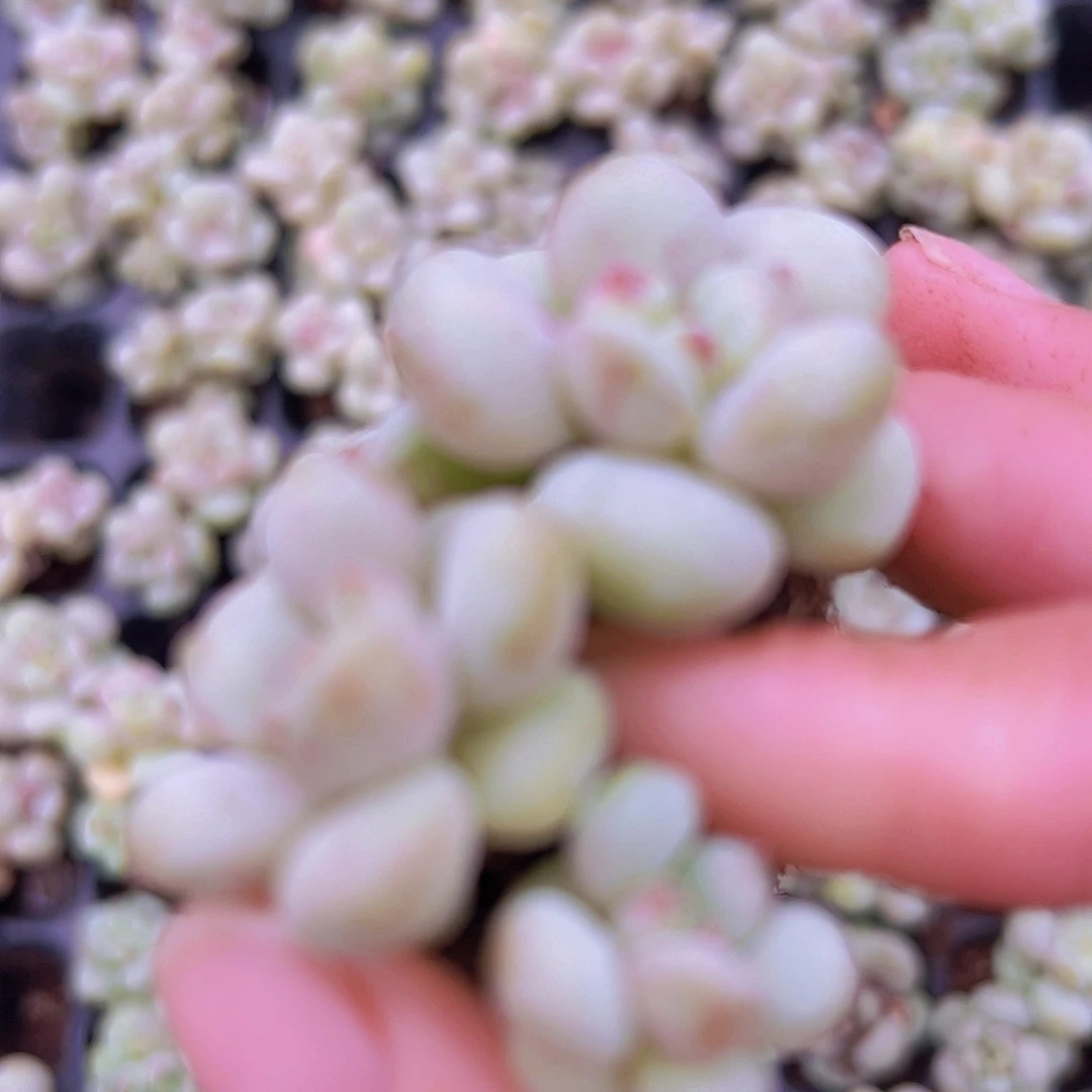 穴盘阳光玫瑰5颗19包邮多肉