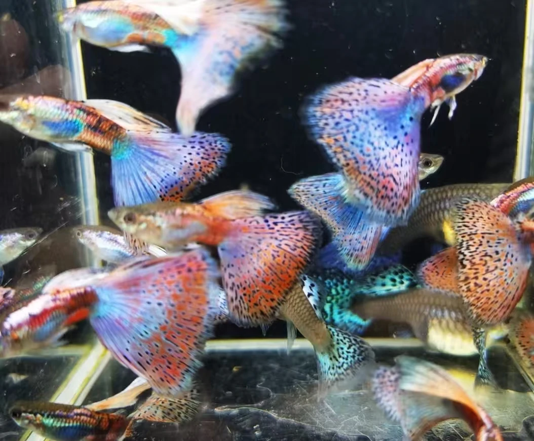 精品红草尾孔雀鱼热带观赏鱼淡水活体好养易繁殖