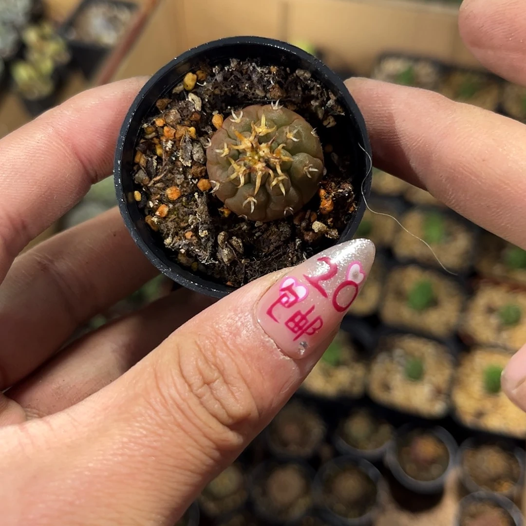 猫爪单头实生单头发货有根