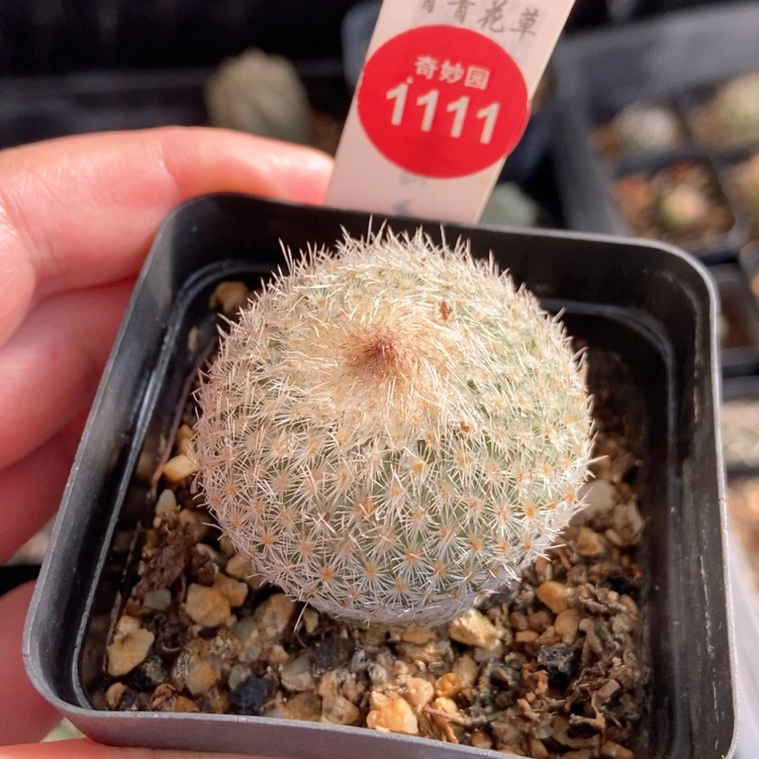 实生月世界缀化4cm