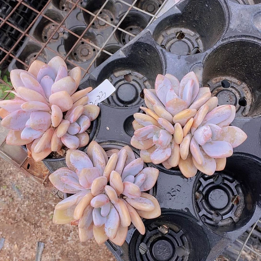 2-23- 粉兔三头福利一颗 量拍