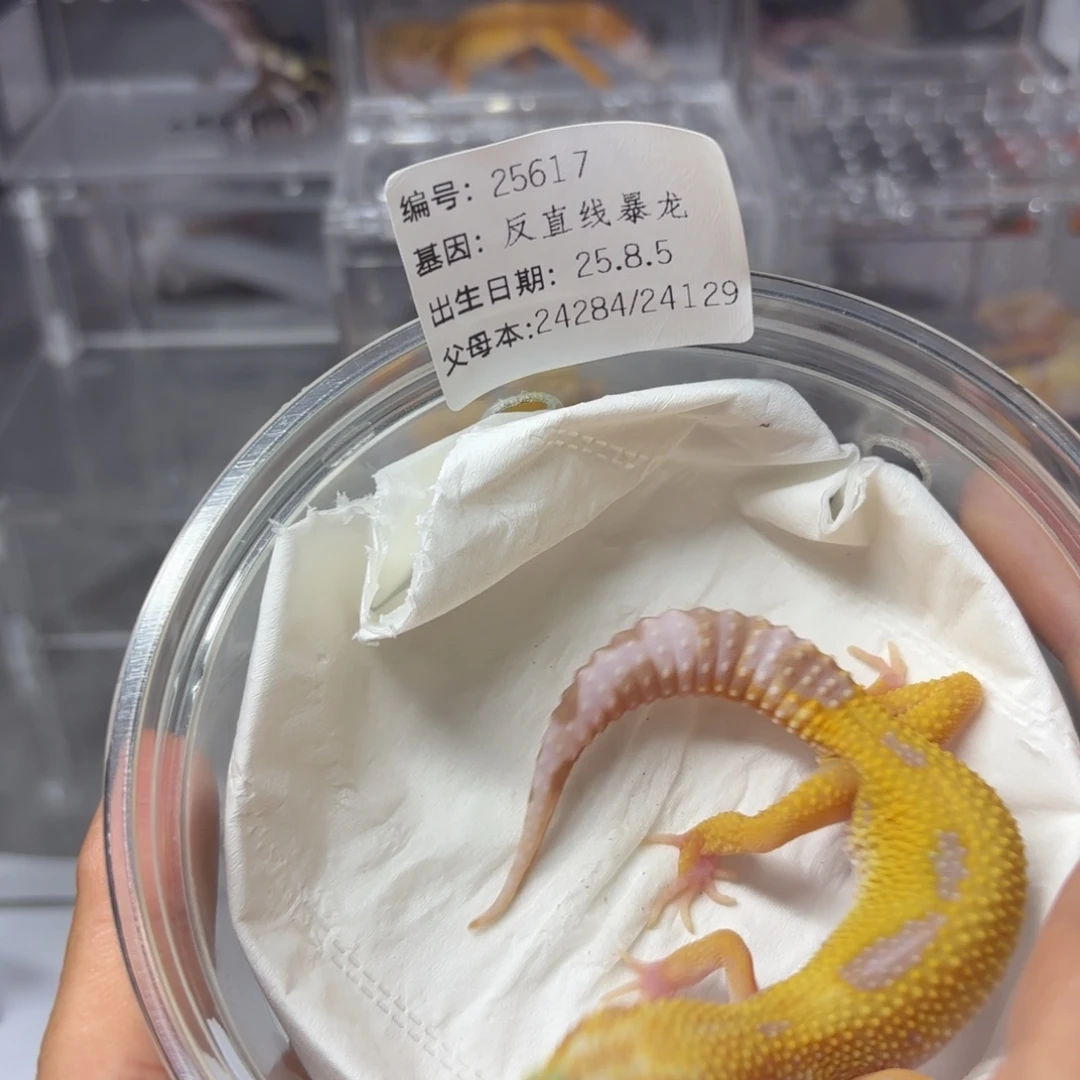 豹纹守宫豹纹守宫反直线暴龙