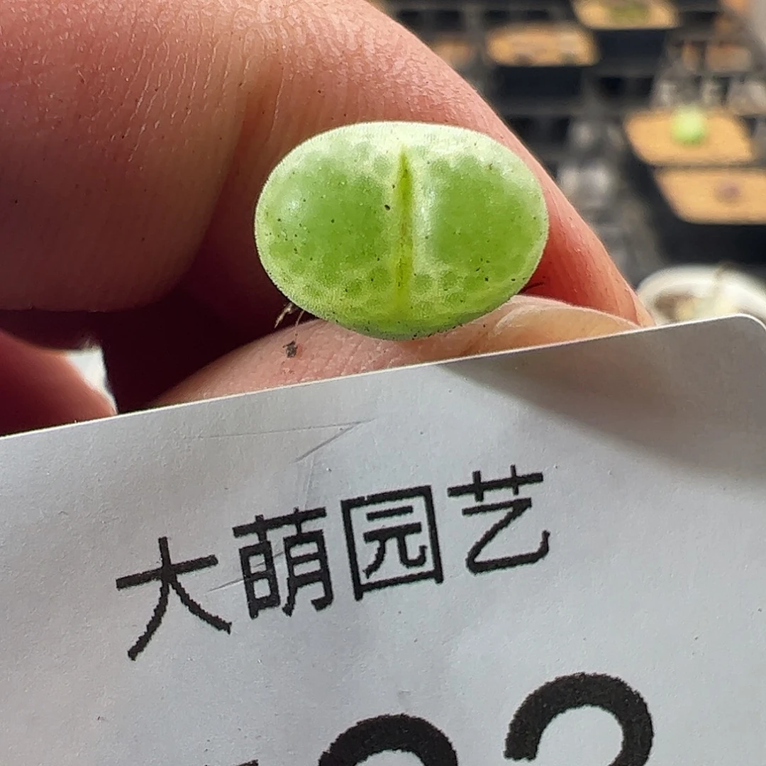 一物一拍MG1810.26莉迪亚小雀斑783