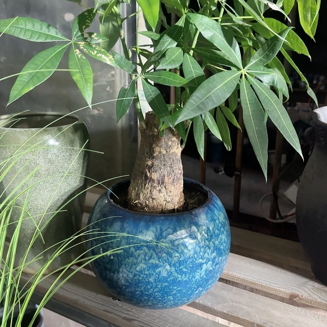 花盆紫砂晚上花盆直播0926-高度23口21蓝色