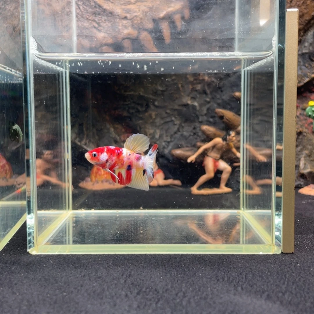 斗鱼十月三十日竞价