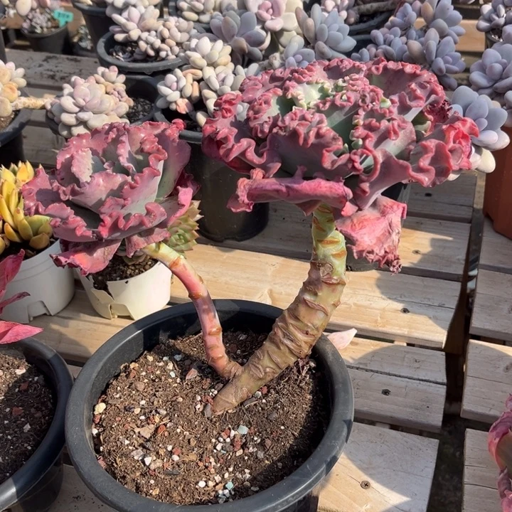 女王花丽多肉植物8113
