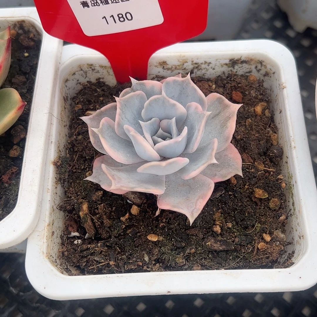 1180号丽娜莲多肉植物