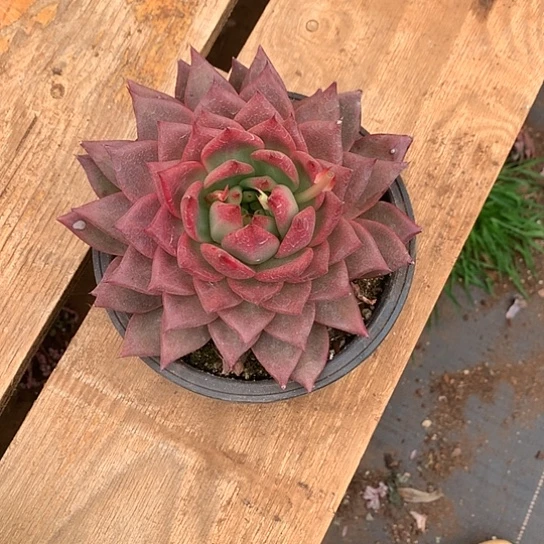 花*每周特价活动开始了