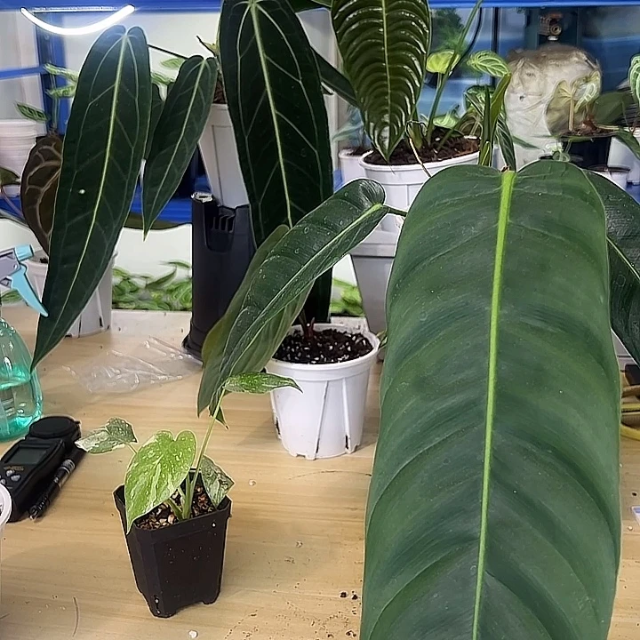 无花朵PP蔓绿绒一物一拍