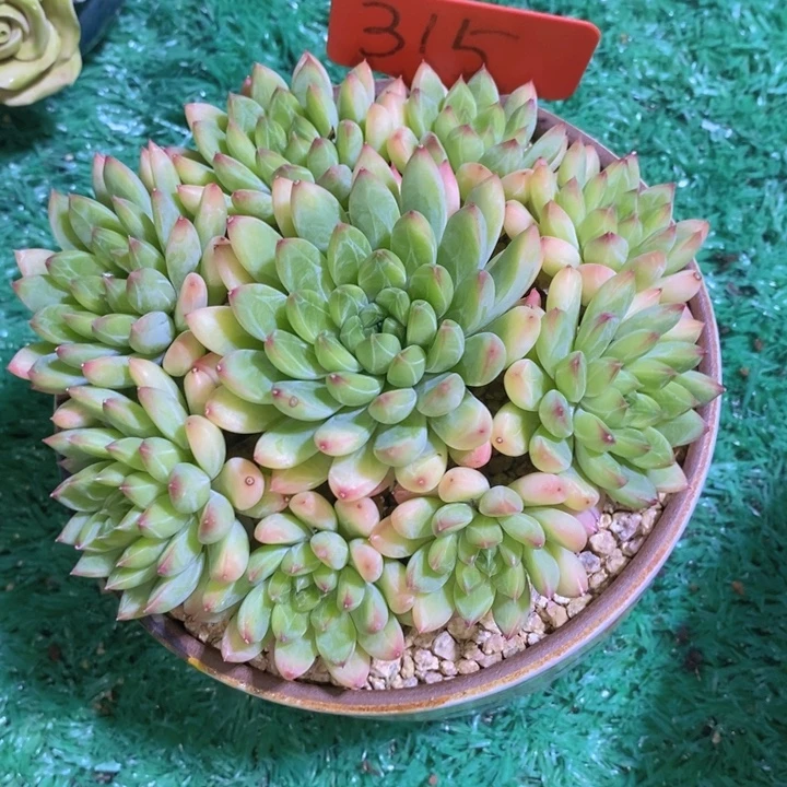 你说是谁就让我们等