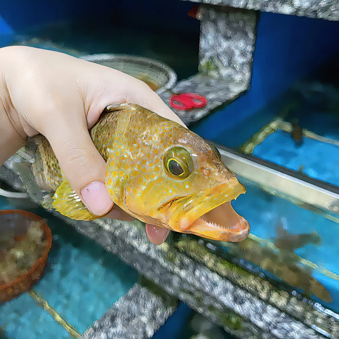 野生小石斑鱼  同城包邮 直播间 现场称重 可拼单