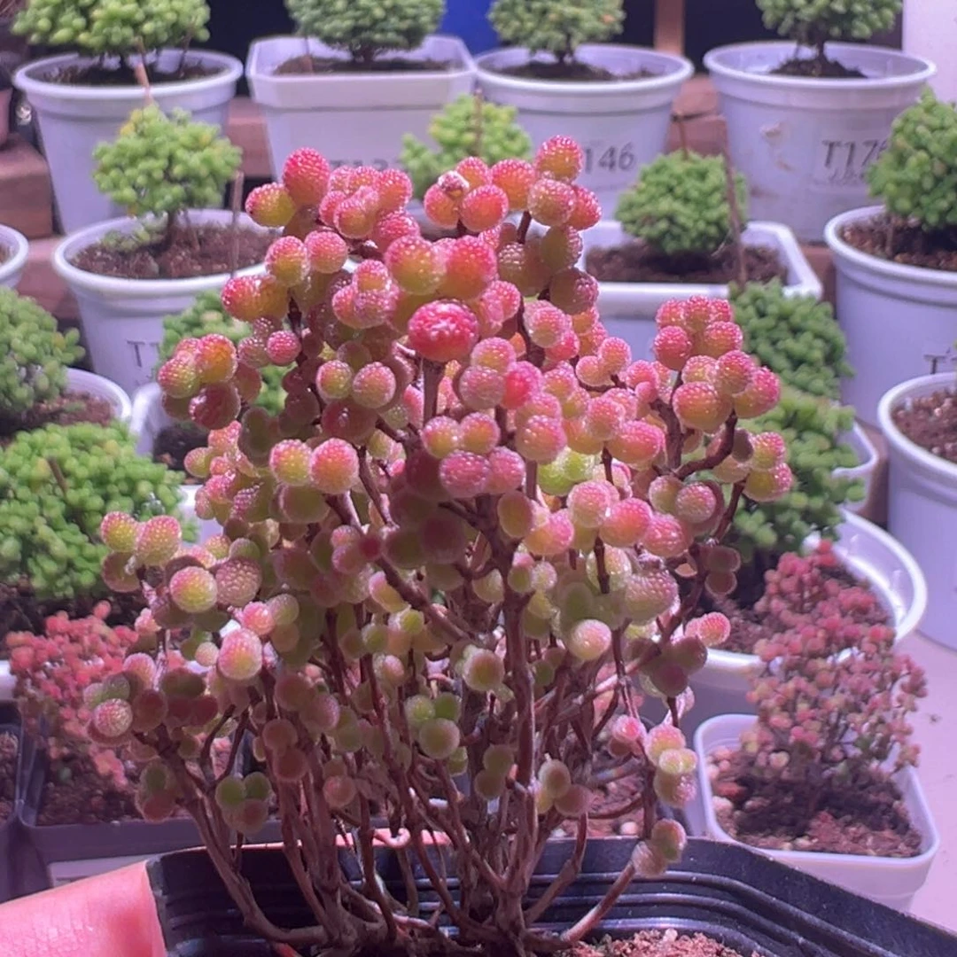 196蜜橘带盆土发货一物一拍