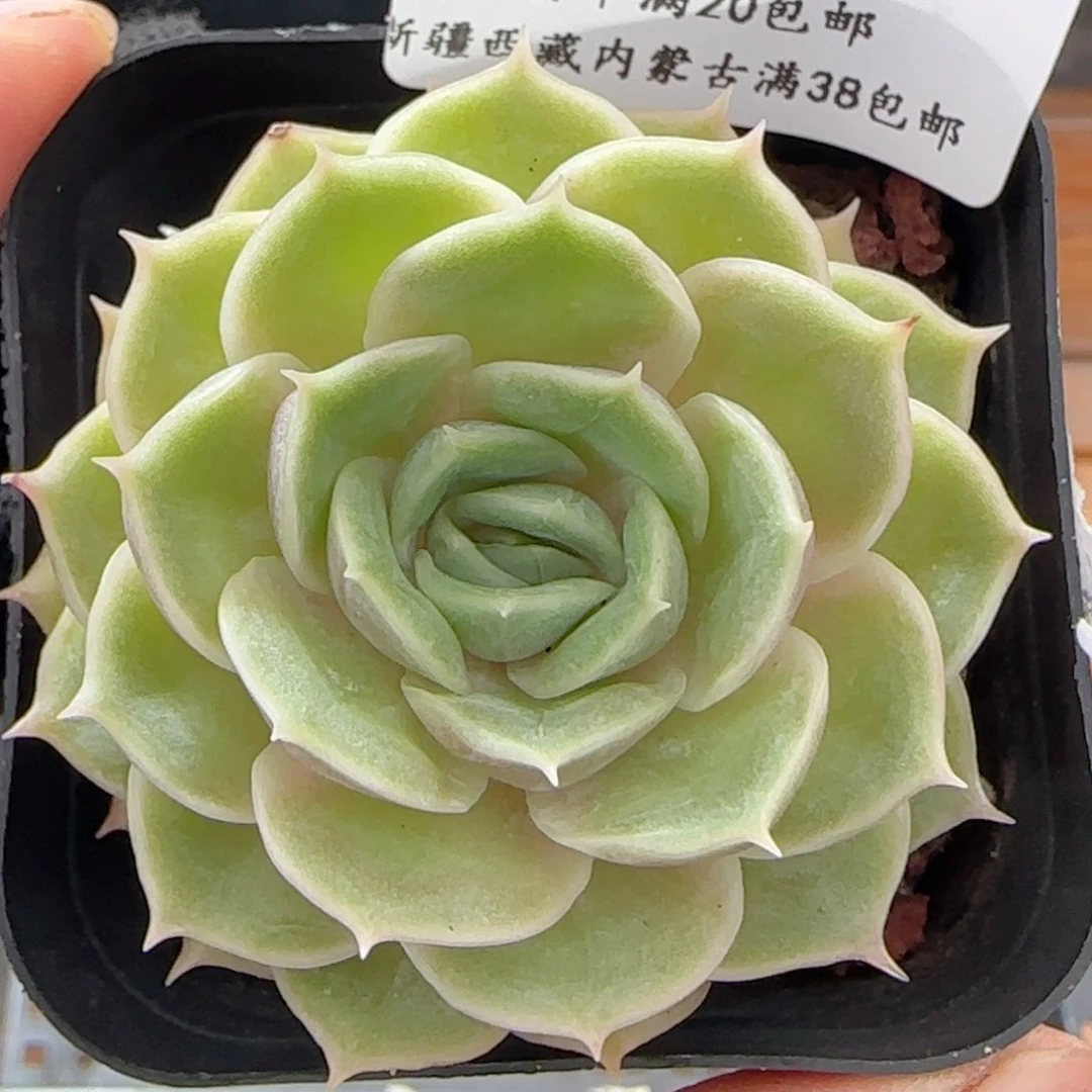 0617-117果冻昂斯诺