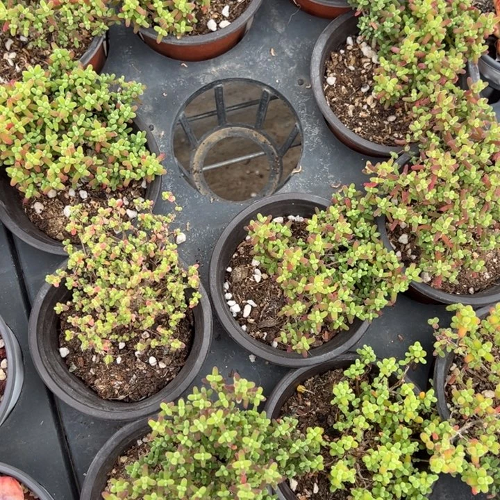 蜜橘糖球8cm起一颗量拍多肉满20包邮下午发货