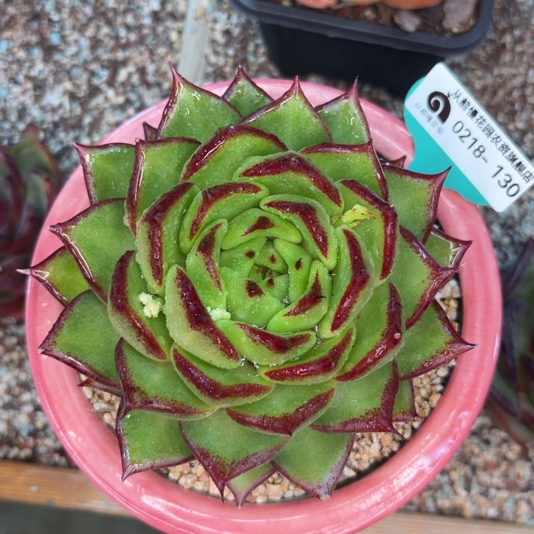 多肉一物一拍0218-130