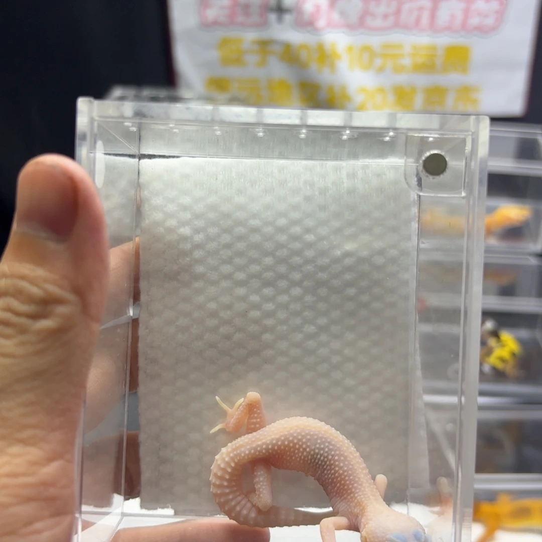 豹纹守宫恶魔白酒