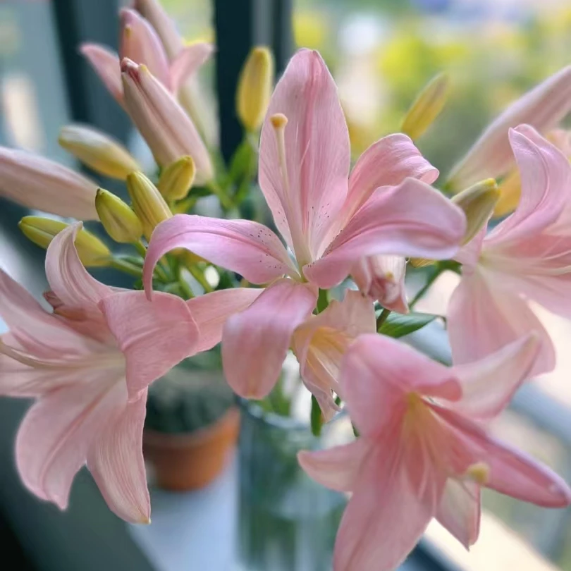 粉天使【粉色系单瓣百合】【零度以下不拍保温棉不售后】