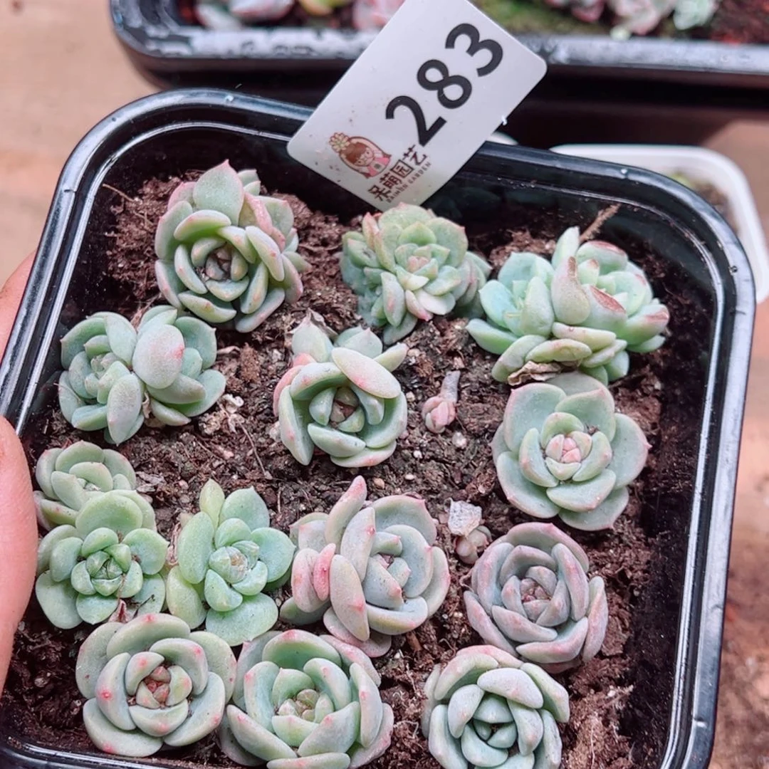 多肉植物多肉植物
