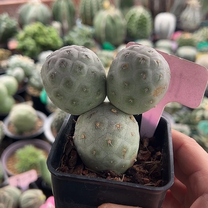 无花朵再续辉煌刚吃饭好姐姐bbb