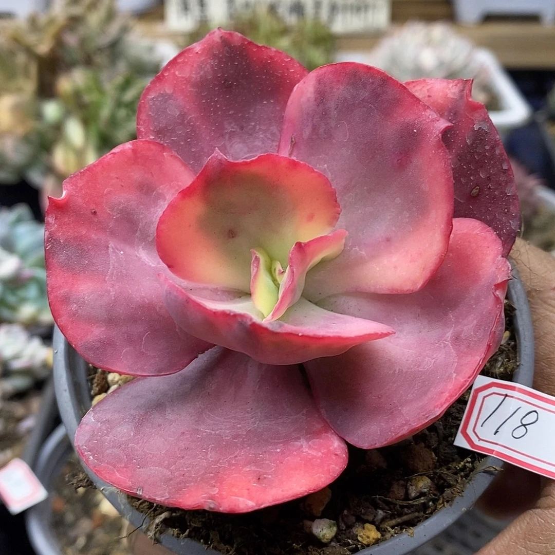 04118 火烈鸟锦多肉