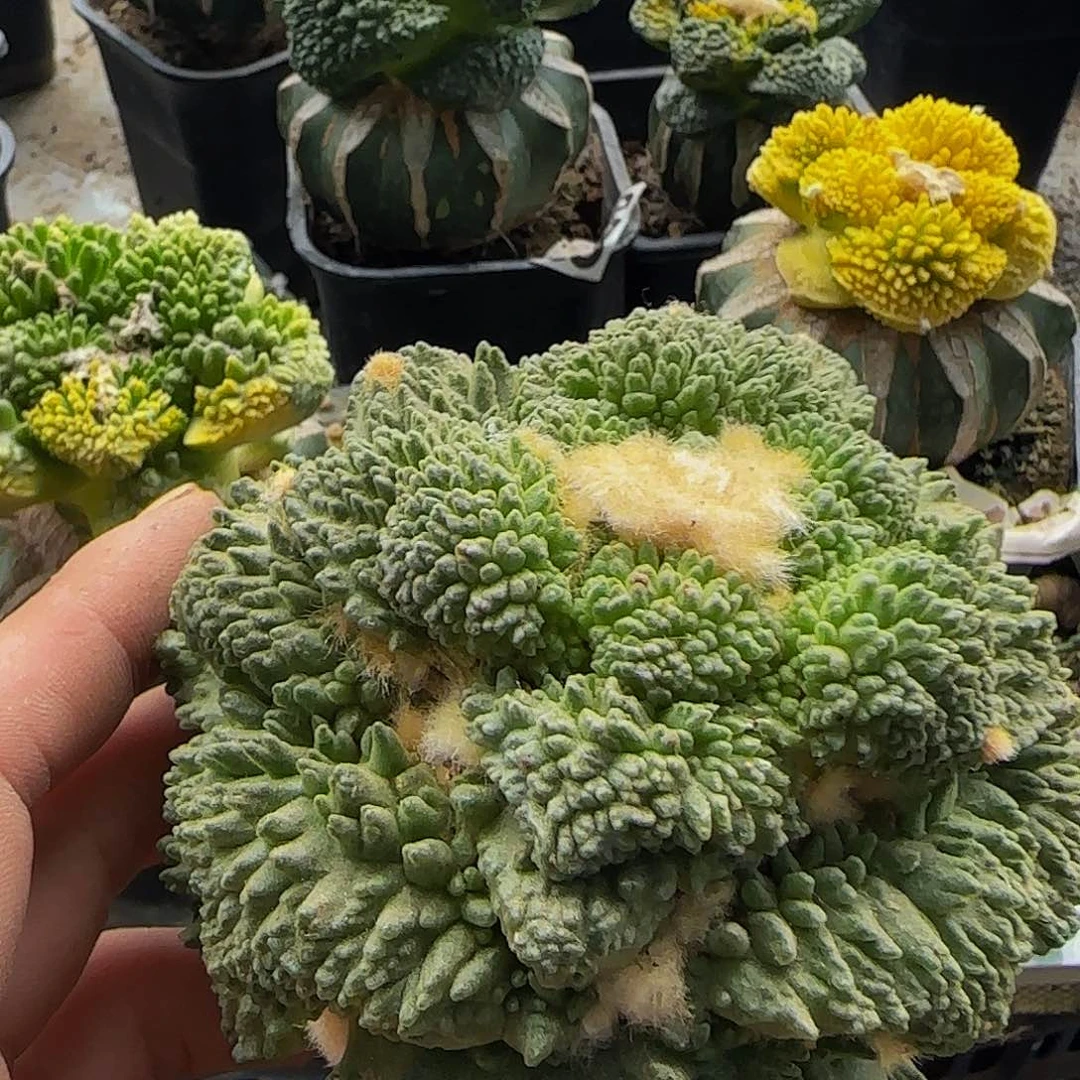 往**风炸尤哥斯拉026仙人球