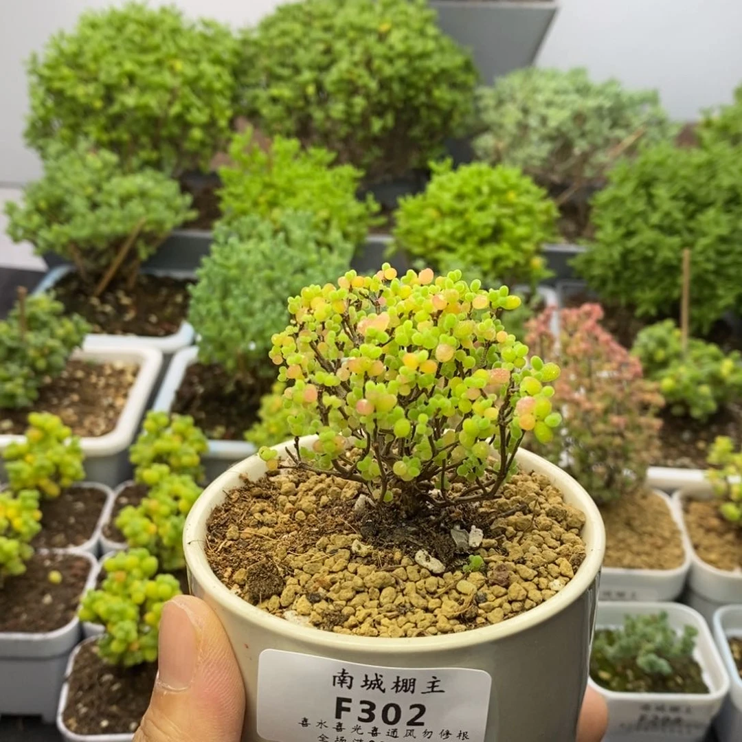 302精控蜜橘糖球枝干