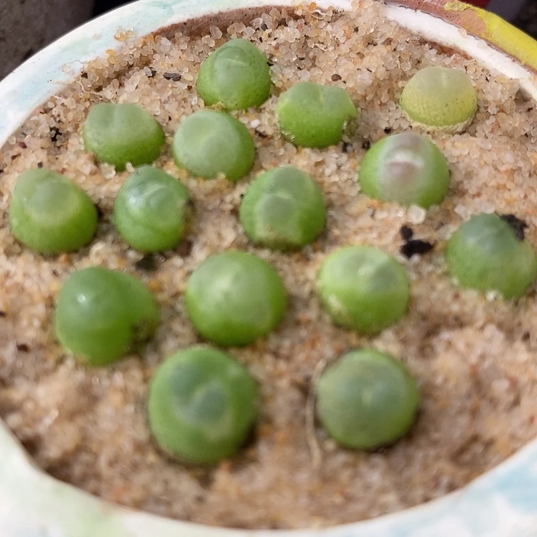 拉登一颗0.6-0.8厘米