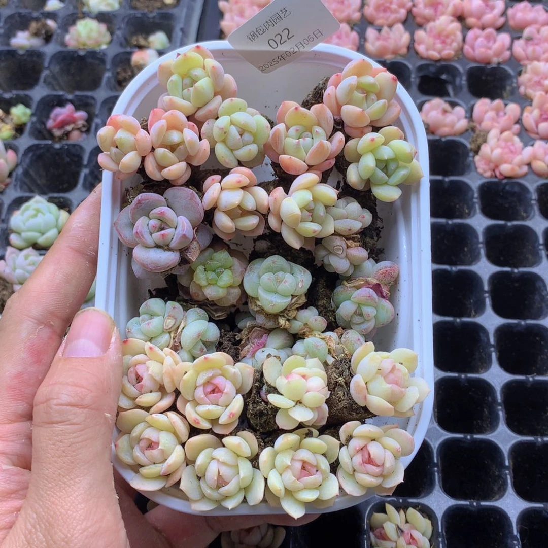 反反复复还是很开心022