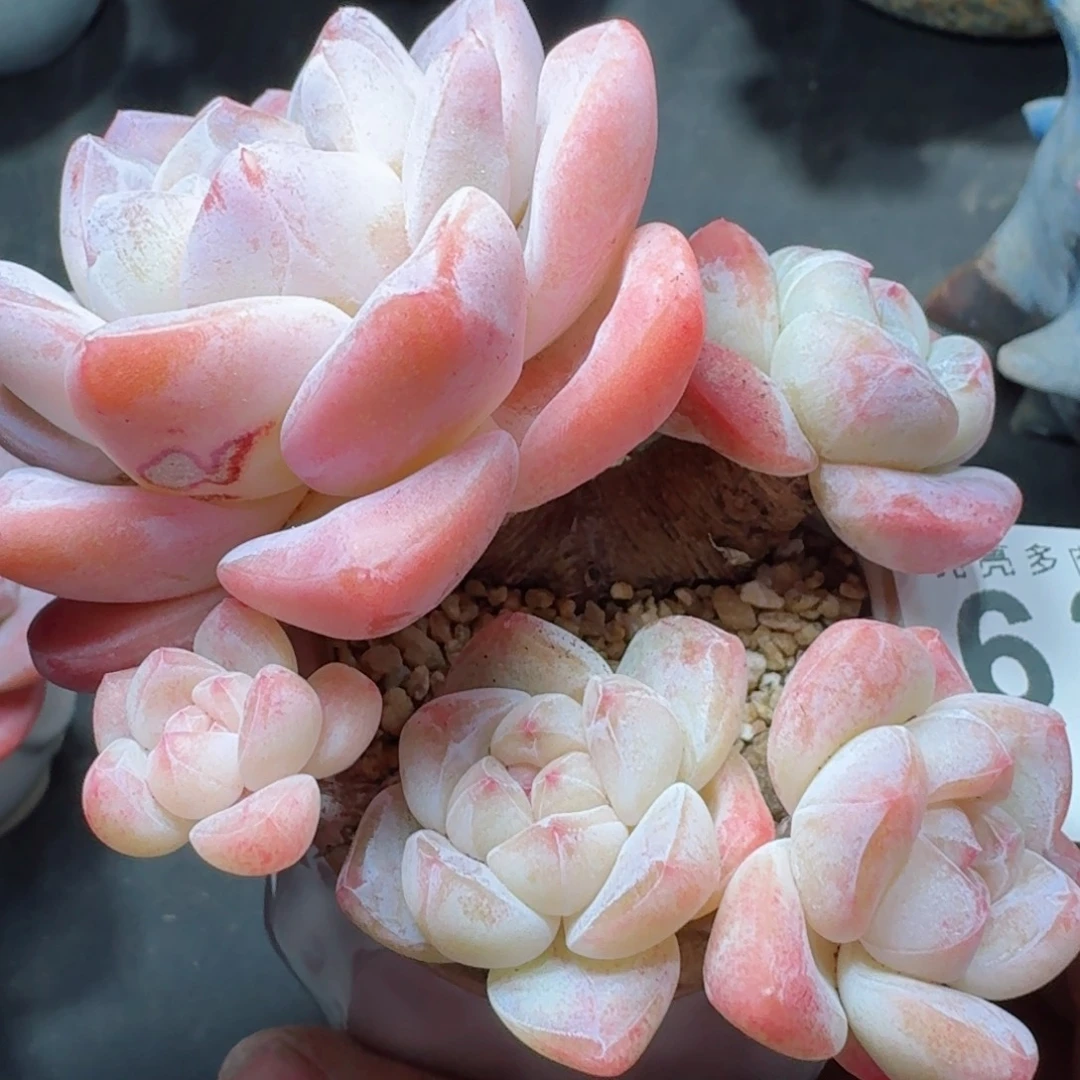 老冰玉      愿你一路坦途，乘风破浪展宏图