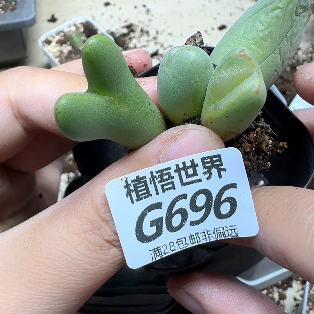 多肉植物的啊fhnjjjj