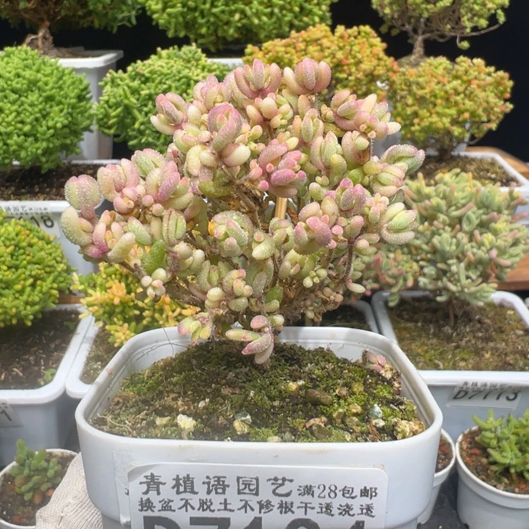d7134红宝石锦枝干需凑单