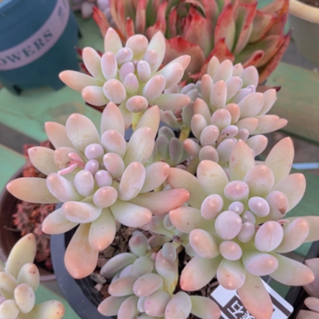 【闪购商品】美人杂1492