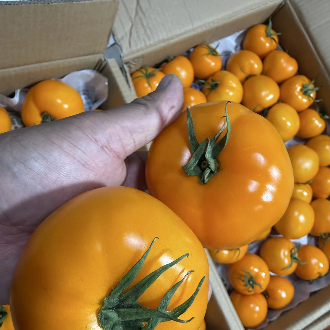 【新疆次日达发京东】葡萄谷自家种植黄柿子2kg毛重/箱新疆维吾尔自治区
