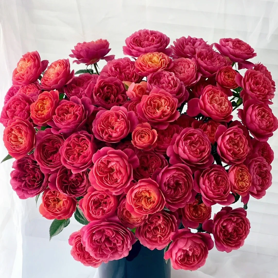 【花之物语】绝色果汁多头玫瑰 包邮