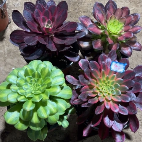 946多肉植物组合