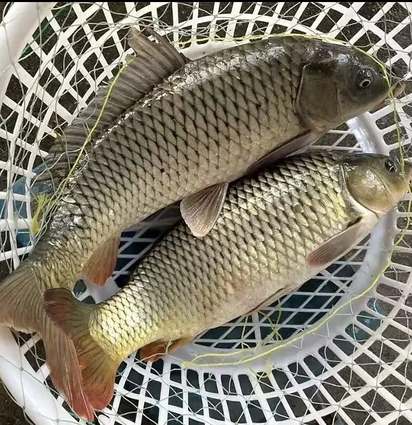 活体鱼四川鲤鱼观赏水族淡水饲养