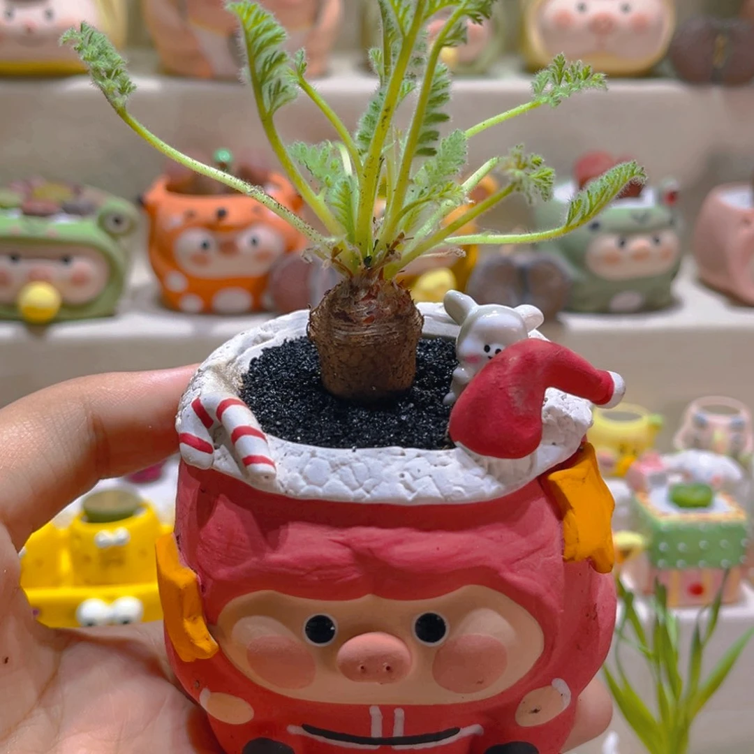 111羽叶洋葵带盆带土手工盆