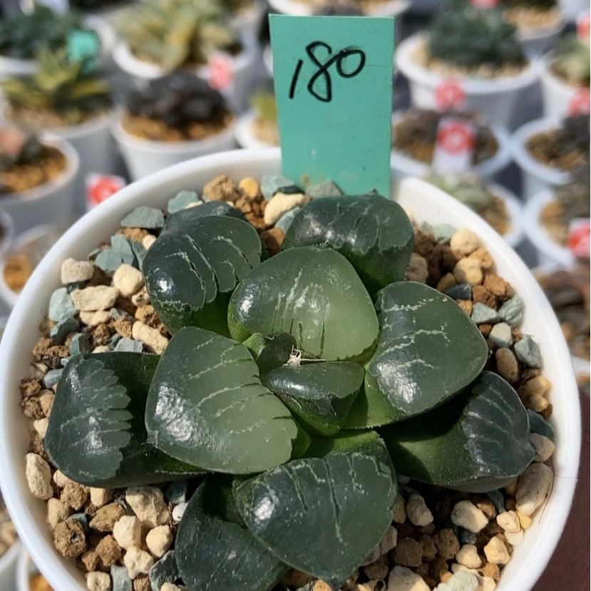 【闪购商品】180姬翠巨大化