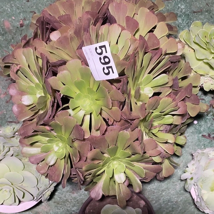 595萝莉法师2-9花