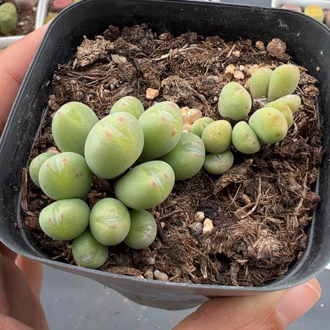 2.21好看的多肉129