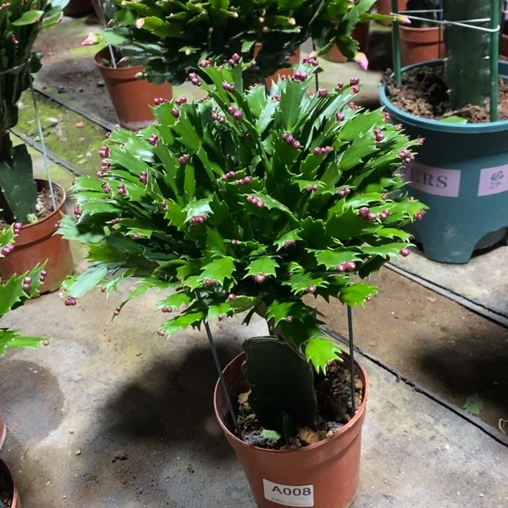 当前无花栽培后可以开花等*008加勒比