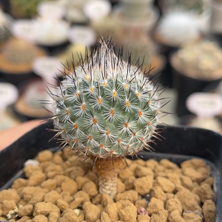赤花美针玉       实生根