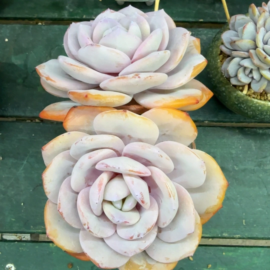奶茶一物一拍拍下不退不换