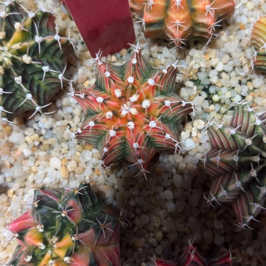 泰国米哈实生715-1205