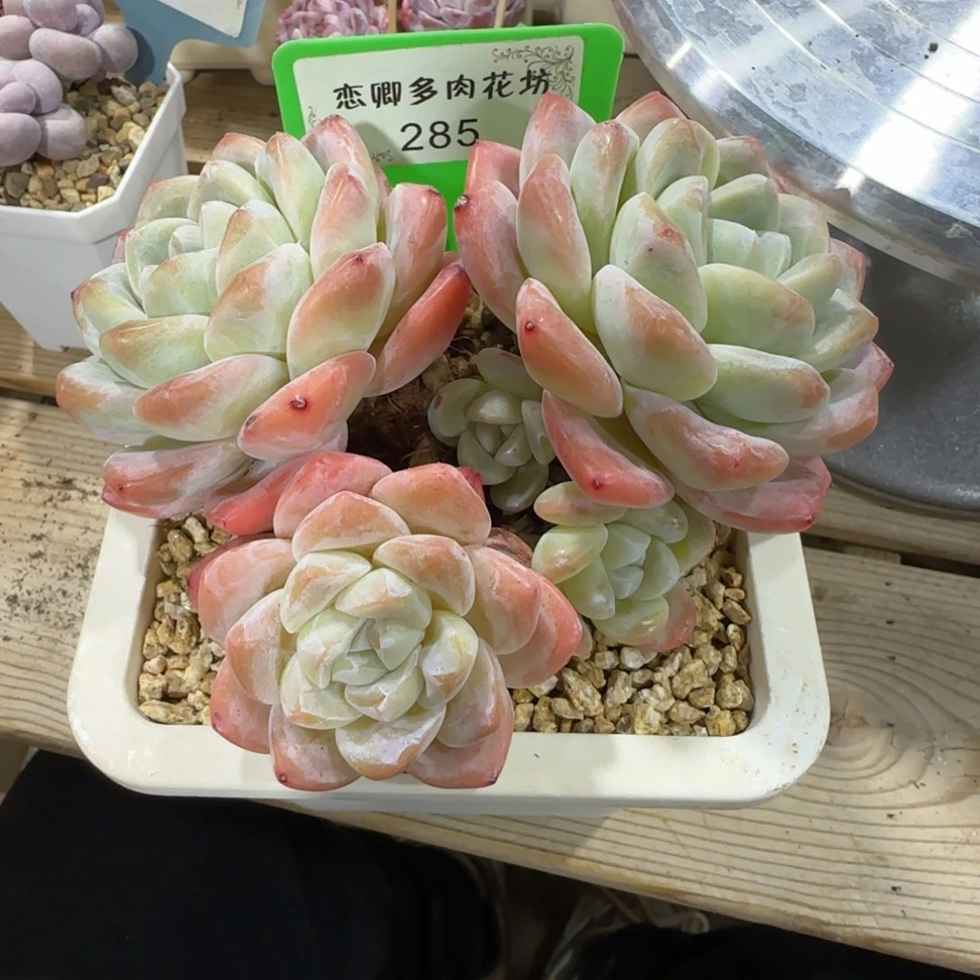 e*285冰玉多头无砍老桩