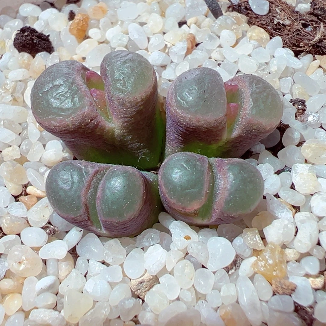 1113-589多肉多肉透窗