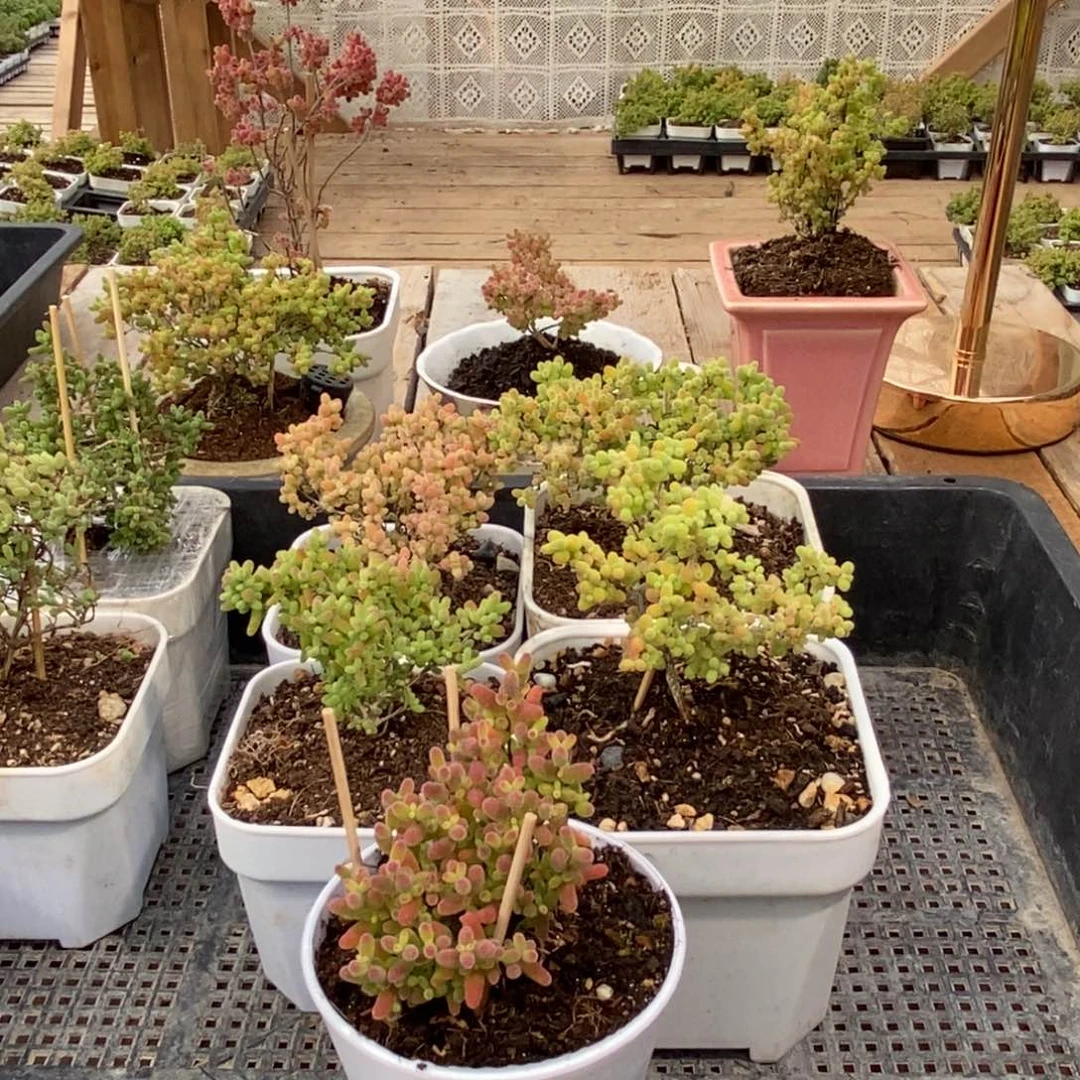 枝干番杏多肉植物944