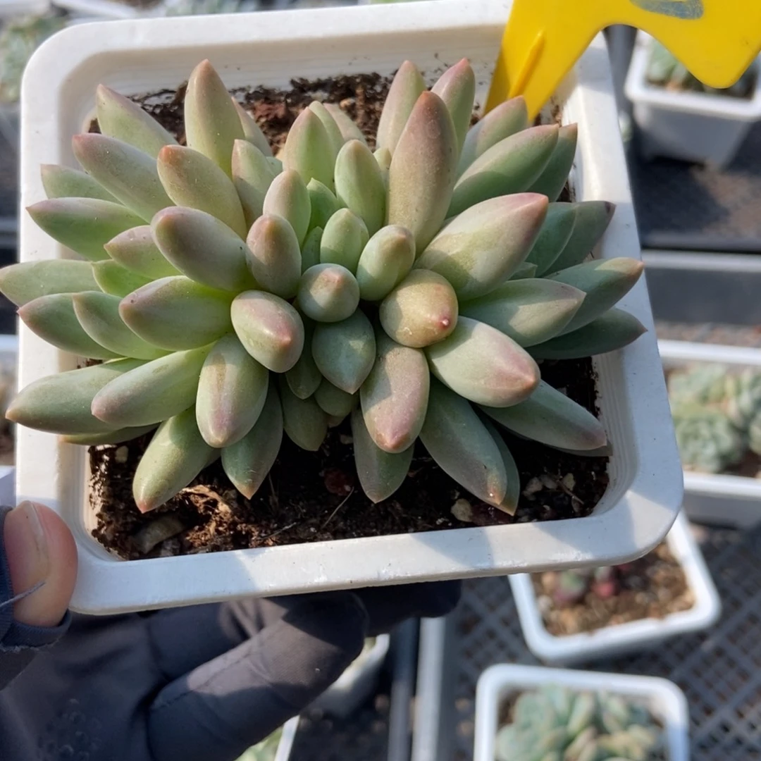 725水晶球多肉植物保护
