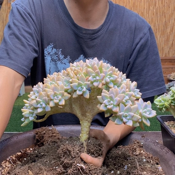 ****赵538号淡雪缀化多肉